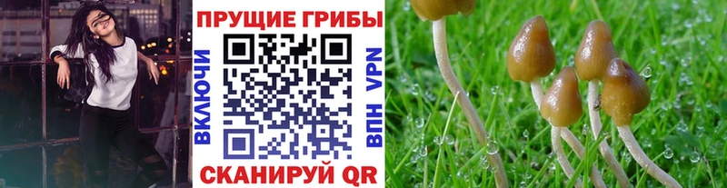 что такое наркотик  Устюжна  Галлюциногенные грибы прущие грибы 